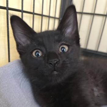 Griffin -  Domestic Medium Hair Cat for Adoption in Long Beach, California - Griffin | PetCurious