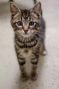 Blossom -  Domestic Short Hair Cat for Adoption in Verona, Wisconsin - Blossom | PetCurious