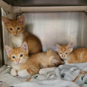Shamrock -  Domestic Short Hair Cat for Adoption in Columbia, Missouri - Shamrock | PetCurious