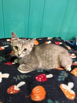 Athena -  American Shorthair Cat for Adoption in Perry, Georgia - Athena | PetCurious