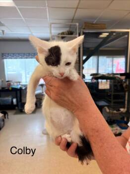 Rescue Domestic Short Hair Cats for Adoption in Heber City, Utah - Colby | PetCurious
