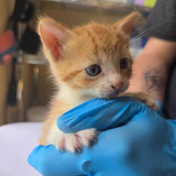 Jeti -  Domestic Short Hair Cat for Adoption in Corinth, Mississippi - Jeti | PetCurious
