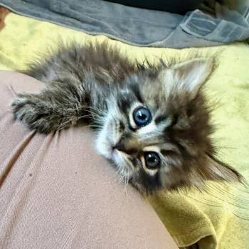 Mint -  Domestic Medium Hair Cat for Adoption in Los Angeles, California - Mint | PetCurious
