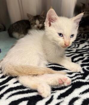 Gale -  Domestic Short Hair Cat for Adoption in Yankton, South Dakota - Gale | PetCurious