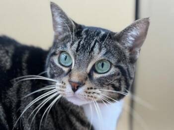 Violet -  Domestic Short Hair Cat for Adoption in Portland, Oregon - Violet | PetCurious