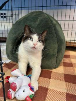 Mazie -  Domestic Short Hair Cat Available for Adoption in Dale City, Virginia - Mazie | PetCurious