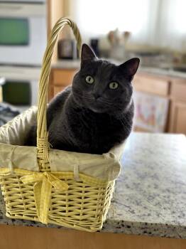 Rescue Domestic Short Hair Cats for Adoption in Lemoyne, Pennsylvania - Maxwell (Handsome Snugglebug) | PetCurious