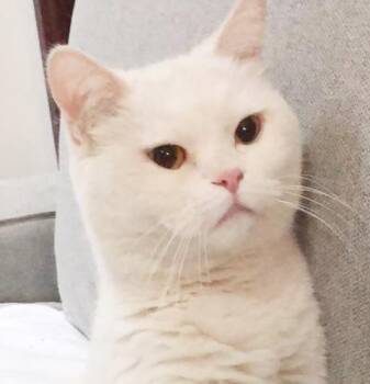 British Shorthair Cats Available for Adoption in Bedford Hills, New York - Lucy Is An EXOTIC LOVER! She Will Make U The Luckiest BFF!!  EME | PetCurious