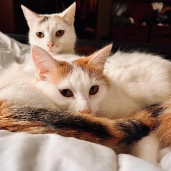 Leche -  Domestic Short Hair Cat for Adoption in York, Pennsylvania - Leche | PetCurious