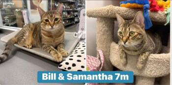 Domestic Short Hair Cats Available for Adoption in Palm Harbor, Florida - Bill & Samantha | PetCurious