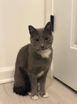 Rescue Domestic Short Hair Cats for Adoption in Miami, Florida - Rue | PetCurious