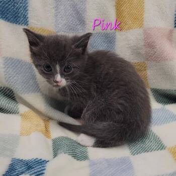 Domestic Short Hair Cats Available for Adoption in Parkersburg, West Virginia - Pink | PetCurious