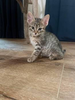 Pim -  Domestic Short Hair Cat for Adoption in Scottsdale, Arizona - Pim | PetCurious