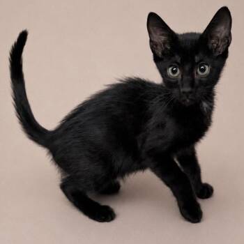 Melon -  Domestic Short Hair Cat for Adoption in Oviedo, Florida - Melon | PetCurious