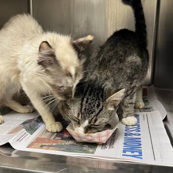 Rocket -  Domestic Short Hair Cat for Adoption in Philadelphia, Pennsylvania - Rocket | PetCurious