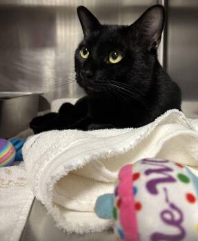 Chazz -  Domestic Short Hair Cat for Adoption in Marblehead, Massachusetts - Chazz | PetCurious