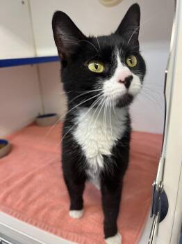 Domestic Medium Hair Cats Available for Adoption in Sterling, Massachusetts - Mickey 2 Years Female | PetCurious