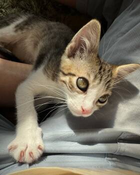 Rescue Domestic Short Hair and Tabby Cats for Adoption in Dallas, Texas - Kimchi | PetCurious