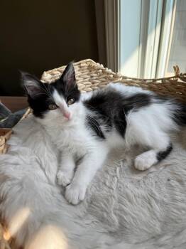 Atlas -  Domestic Medium Hair Cat for Adoption in Dayton, Minnesota - Atlas | PetCurious