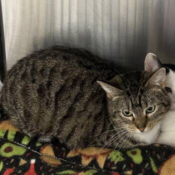 Domestic Short Hair Cats Available for Adoption in Hannibal, Missouri - Sasha | PetCurious
