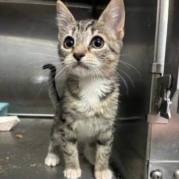 Marshmallow Vodka -  Domestic Short Hair Cat for Adoption in Carencro, Louisiana - Marshmallow Vodka | PetCurious