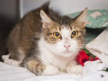 LENNI -  Domestic Short Hair Cat for Adoption in Phoenix, Arizona - LENNI | PetCurious