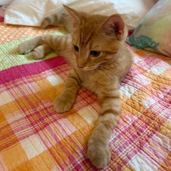 Meatballs -  Domestic Short Hair Cat for Adoption in Falls Church, Virginia - Meatballs | PetCurious