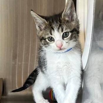 Domestic Short Hair Cats Available for Adoption in Knoxville, Tennessee - Pigeon | PetCurious