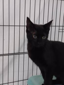 Dolly -  Domestic Short Hair Cat for Adoption in Chisholm, Minnesota - Dolly | PetCurious