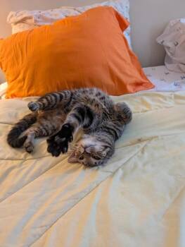 Ct -  Domestic Short Hair Cat for Adoption in Chicago, Illinois - Ct | PetCurious