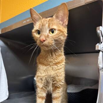Caramel -  Domestic Short Hair Cat for Adoption in Providence, Rhode Island - Caramel | PetCurious
