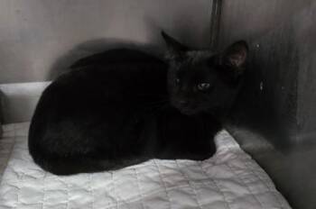 Franny -  Domestic Short Hair and American Shorthair Cat for Adoption in Bedford, Indiana - Franny | PetCurious