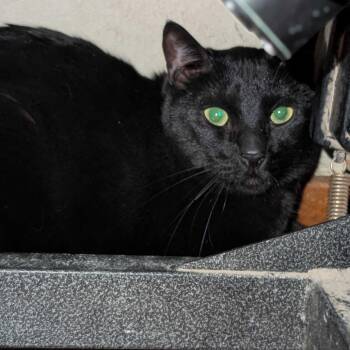Domestic Short Hair Cats Available for Adoption - Morty The Mort Mort | PetCurious