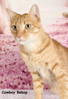 Rescue Domestic Short Hair Cats for Adoption in Gilbert, Arizona - Cowboy Bebop | PetCurious