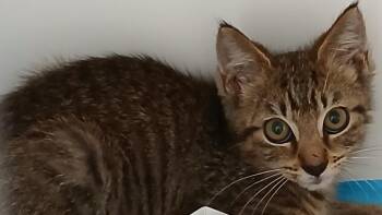 Chester -  Domestic Short Hair Cat for Adoption in Greenfield, Indiana - Chester | PetCurious