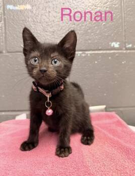 Ronan -  Domestic Short Hair Cat for Adoption in Fort Worth, Texas - Ronan | PetCurious