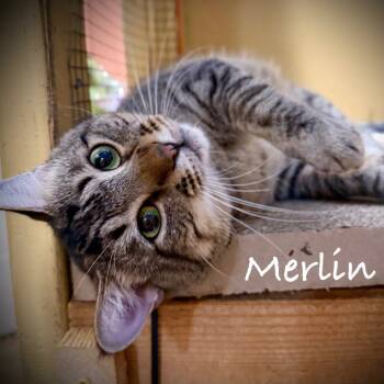 Rescue Domestic Short Hair Cats for Adoption in Tulsa, Oklahoma - Merlin | PetCurious
