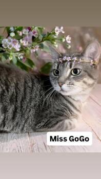 Tabby Cats Available for Adoption in Walnut Creek, California - Miss GoGo At Martinez Pet Food Express  May 2nd | PetCurious