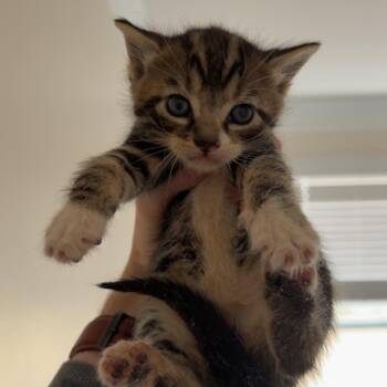 Domestic Short Hair Cats Available for Adoption in Inman, South Carolina - Hawk | PetCurious