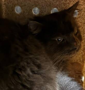 Domestic Medium Hair Cats Available for Adoption - Old Fashioned - Barn Cat | PetCurious