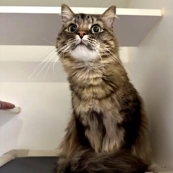 Winston -  Extra Toes Cat Hemingway Polydactyl and Domestic Long Hair Cat for Adoption in Woodinville, Washington - Winston | PetCurious