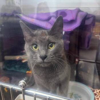 Fairy Blue -  Domestic Short Hair Cat for Adoption in Las Vegas, Nevada - Fairy Blue | PetCurious