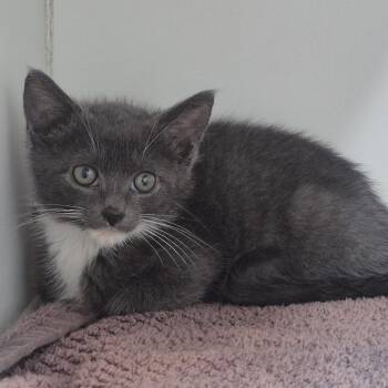 Adonis -  Domestic Short Hair Cat for Adoption in Newark, New Jersey - Adonis | PetCurious