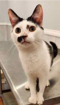 Domestic Short Hair Cats Available for Adoption in Fairfax, Virginia - Fern | PetCurious