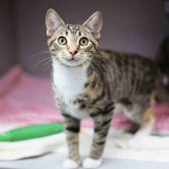 Fancy -  Domestic Short Hair Cat for Adoption in Atlanta, Georgia - Fancy | PetCurious
