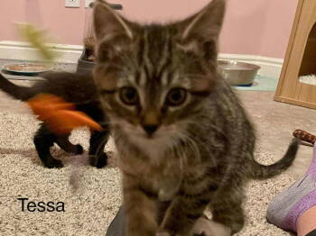 Rescue Domestic Short Hair Cats for Adoption in St. George, Utah - Tessa | PetCurious