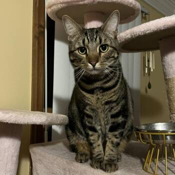 Domestic Short Hair Cats Available for Adoption in Hampton Bays, New York - Simba | PetCurious