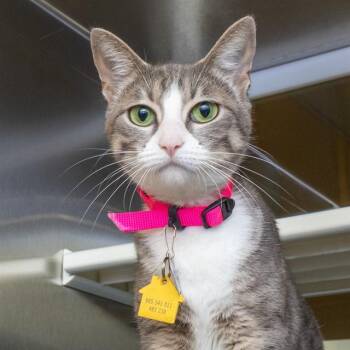 TABS -  Domestic Short Hair Cat for Adoption in St. Louis, Missouri - TABS | PetCurious