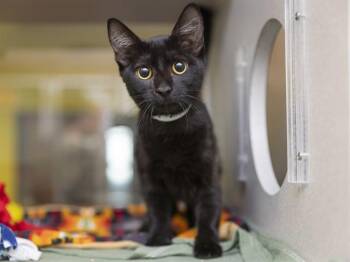 OBLINA -  Domestic Short Hair Cat for Adoption in Phoenix, Arizona - OBLINA | PetCurious