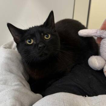 Domestic Short Hair Cats Available for Adoption - Eggplant | PetCurious